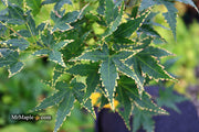 - Acer palmatum 'Sagara nishiki' Japanese Maple - Mr Maple │ Buy Japanese Maple Trees