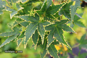 - Acer palmatum 'Sagara nishiki' Japanese Maple - Mr Maple │ Buy Japanese Maple Trees