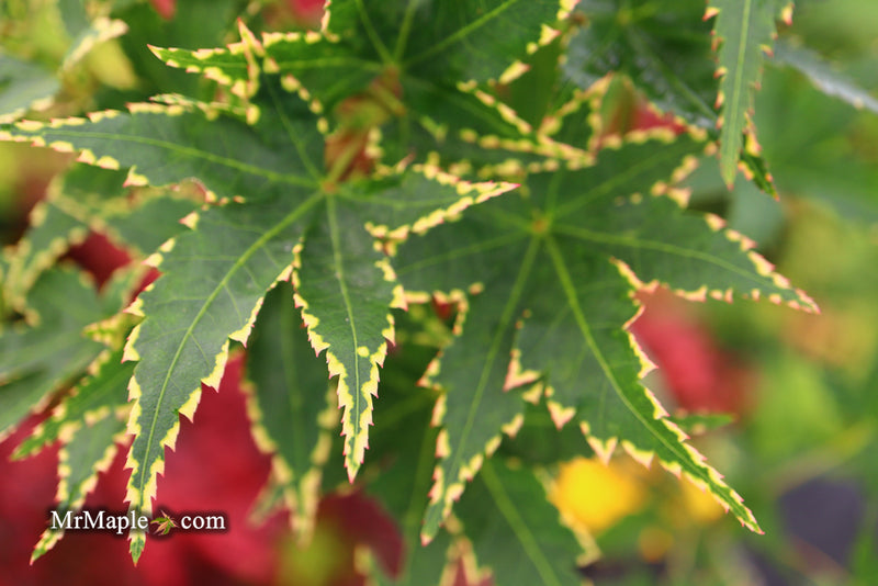 - Acer palmatum 'Sagara nishiki' Japanese Maple - Mr Maple │ Buy Japanese Maple Trees