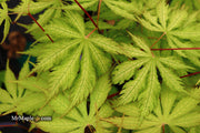 - Acer palmatum 'Grandma Ghost' Japanese Maple - Mr Maple │ Buy Japanese Maple Trees