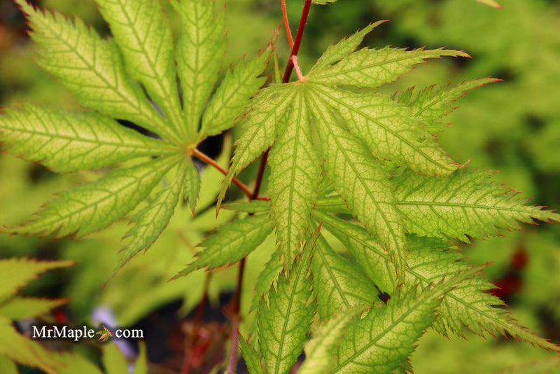 - Acer palmatum 'Grandma Ghost' Japanese Maple - Mr Maple │ Buy Japanese Maple Trees