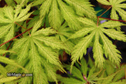 - Acer palmatum 'Grandma Ghost' Japanese Maple - Mr Maple │ Buy Japanese Maple Trees