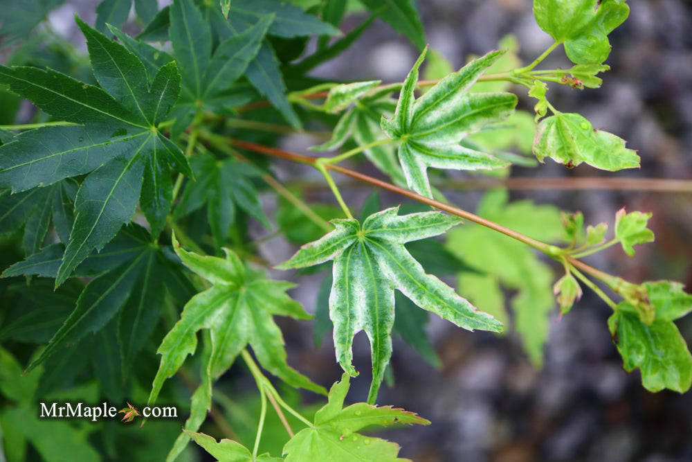 Acer palmatum 'Rainy Day' Rare Japanese Maple