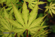 - Acer palmatum 'Grandma Ghost' Japanese Maple - Mr Maple │ Buy Japanese Maple Trees