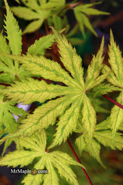 - Acer palmatum 'Grandma Ghost' Japanese Maple - Mr Maple │ Buy Japanese Maple Trees