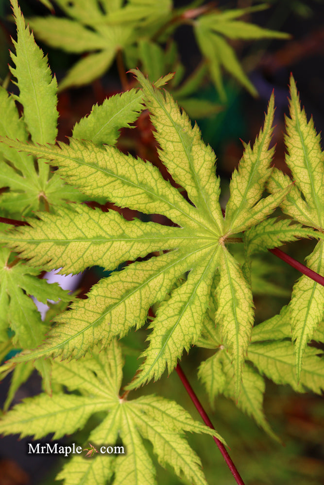 - Acer palmatum 'Grandma Ghost' Japanese Maple - Mr Maple │ Buy Japanese Maple Trees