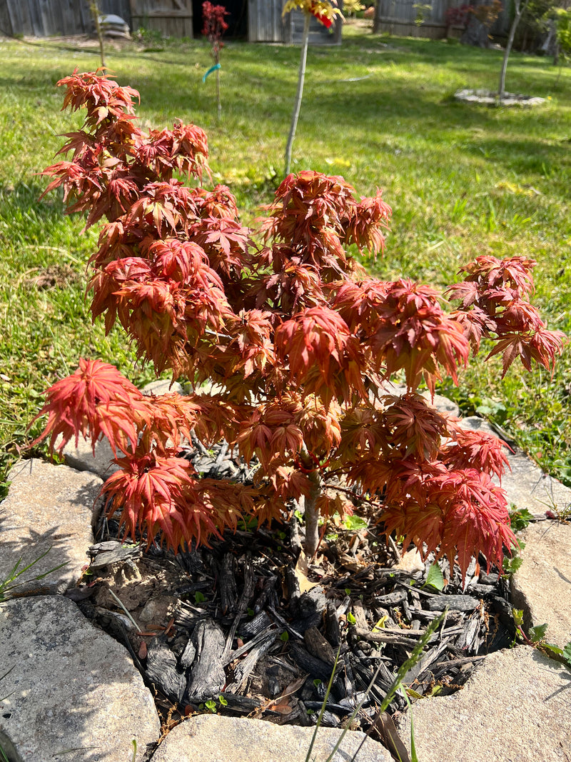 Acer palmatum Red Panda™ Japanese Maple