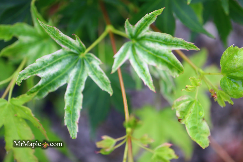 Acer palmatum 'Rainy Day' Rare Japanese Maple