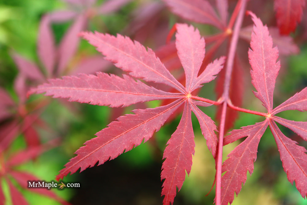 FOR PICK UP ONLY | Acer palmatum 'Red Bird' Japanese Maple Tree | DOES NOT SHIP
