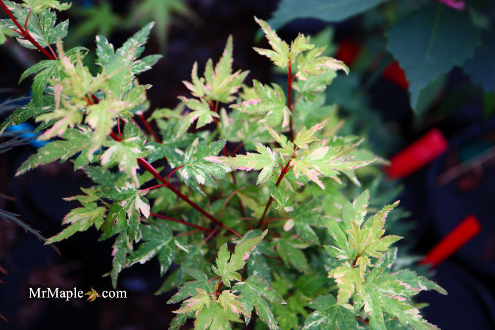 FOR PICK UP ONLY | Acer palmatum 'Ryugu' Dwarf Japanese Maple | DOES NOT SHIP