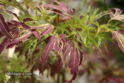 - Acer palmatum 'Manyo no sato' Japanese Maple - Mr Maple │ Buy Japanese Maple Trees