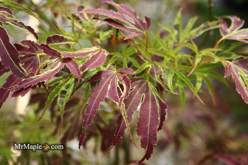 - Acer palmatum 'Manyo no sato' Japanese Maple - Mr Maple │ Buy Japanese Maple Trees
