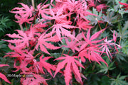 - Acer palmatum 'Purple Ghost' Japanese Maple - Mr Maple │ Buy Japanese Maple Trees