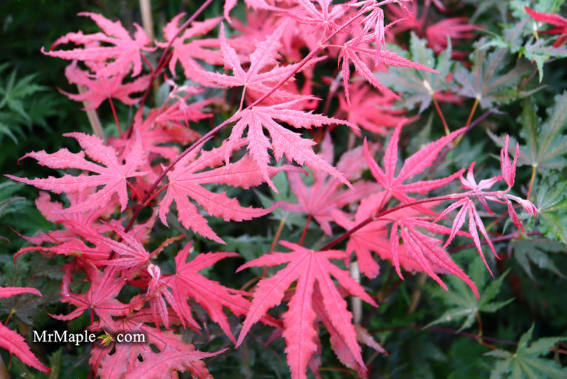 - Acer palmatum 'Purple Ghost' Japanese Maple - Mr Maple │ Buy Japanese Maple Trees