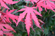 - Acer palmatum 'Purple Ghost' Japanese Maple - Mr Maple │ Buy Japanese Maple Trees