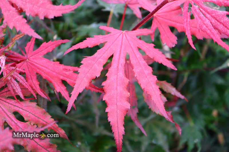 - Acer palmatum 'Purple Ghost' Japanese Maple - Mr Maple │ Buy Japanese Maple Trees