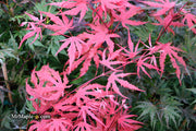 - Acer palmatum 'Purple Ghost' Japanese Maple - Mr Maple │ Buy Japanese Maple Trees