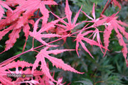 - Acer palmatum 'Purple Ghost' Japanese Maple - Mr Maple │ Buy Japanese Maple Trees