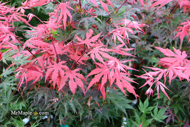 - Acer palmatum 'Purple Ghost' Japanese Maple - Mr Maple │ Buy Japanese Maple Trees