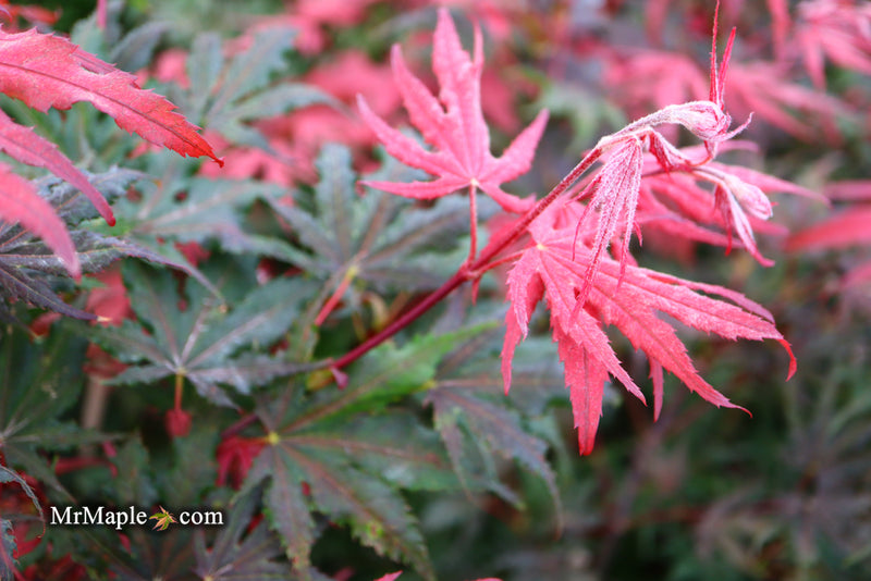 - Acer palmatum 'Purple Ghost' Japanese Maple - Mr Maple │ Buy Japanese Maple Trees