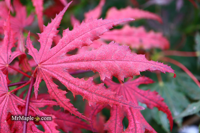 - Acer palmatum 'Purple Ghost' Japanese Maple - Mr Maple │ Buy Japanese Maple Trees