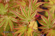 - Acer palmatum 'Ikandi' Japanese Maple - Mr Maple │ Buy Japanese Maple Trees