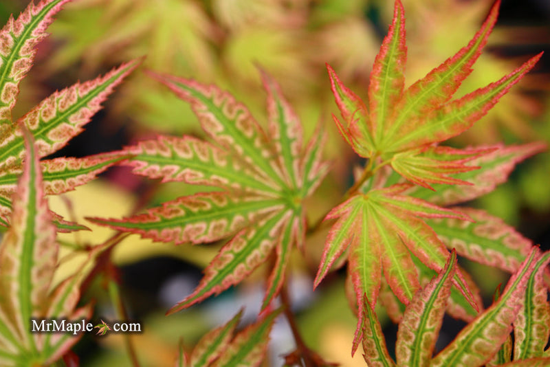 - FOR PICKUP ONLY | Acer palmatum 'Ikandi' Japanese Maple| DOES NOT SHIP - Mr Maple │ Buy Japanese Maple Trees