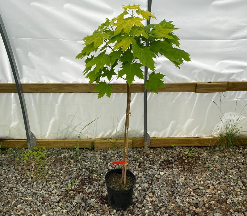 Acer platanoides 'Golden Globe' Golden Norway Maple