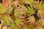 - FOR PICKUP ONLY | Acer palmatum 'Ikandi' Japanese Maple| DOES NOT SHIP - Mr Maple │ Buy Japanese Maple Trees