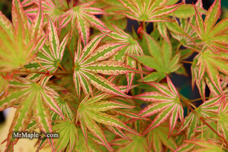 - Acer palmatum 'Ikandi' Japanese Maple - Mr Maple │ Buy Japanese Maple Trees