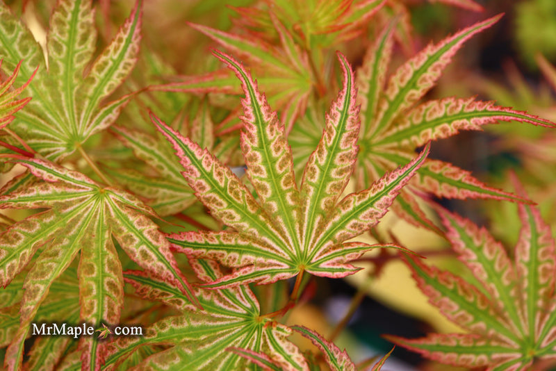 - Acer palmatum 'Ikandi' Japanese Maple - Mr Maple │ Buy Japanese Maple Trees