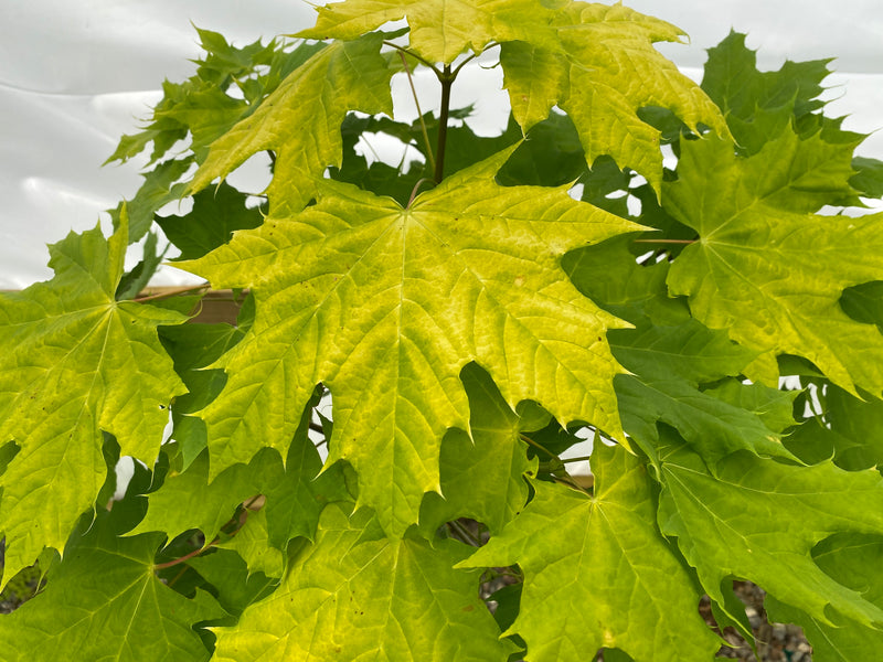 Acer platanoides 'Golden Globe' Golden Norway Maple