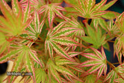 - FOR PICKUP ONLY | Acer palmatum 'Ikandi' Japanese Maple| DOES NOT SHIP - Mr Maple │ Buy Japanese Maple Trees