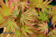 - Acer palmatum 'Ikandi' Japanese Maple - Mr Maple │ Buy Japanese Maple Trees