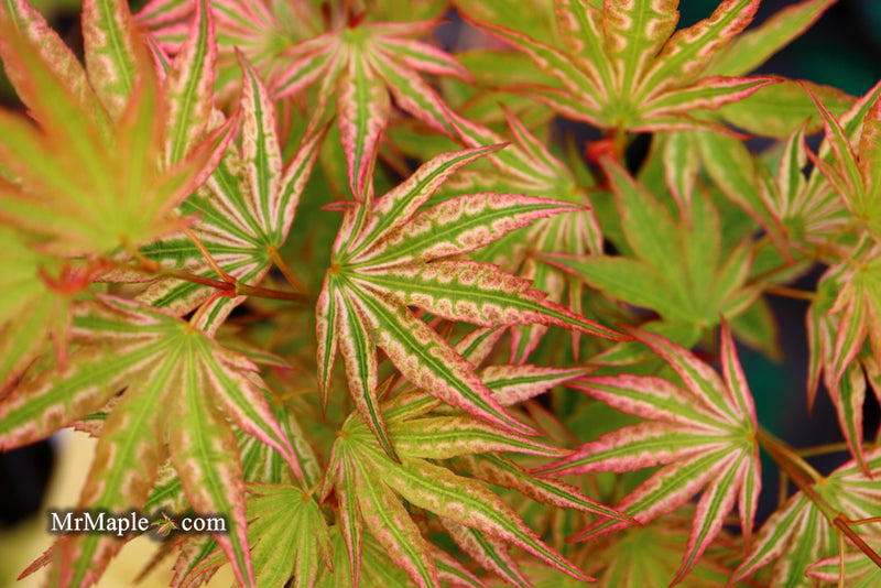 - Acer palmatum 'Ikandi' Japanese Maple - Mr Maple │ Buy Japanese Maple Trees