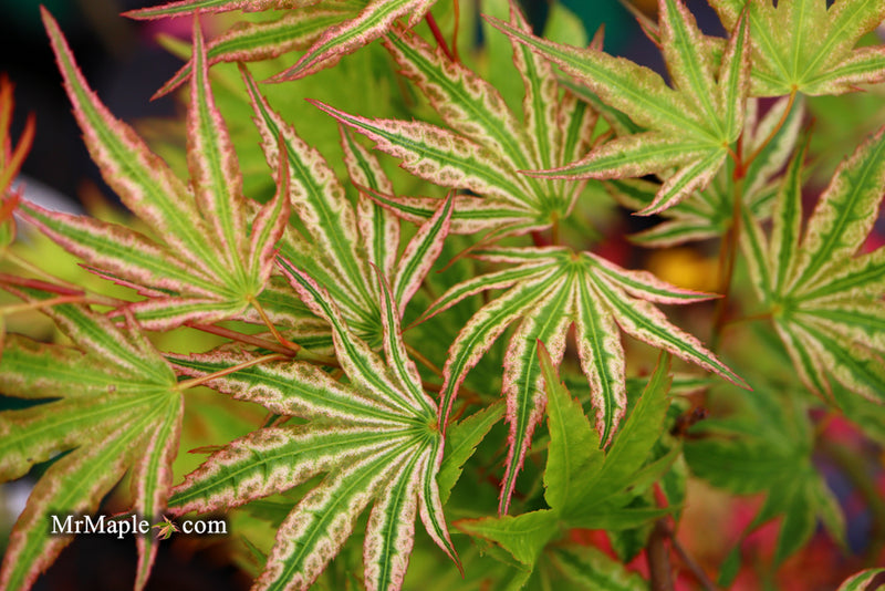 - Acer palmatum 'Ikandi' Japanese Maple - Mr Maple │ Buy Japanese Maple Trees