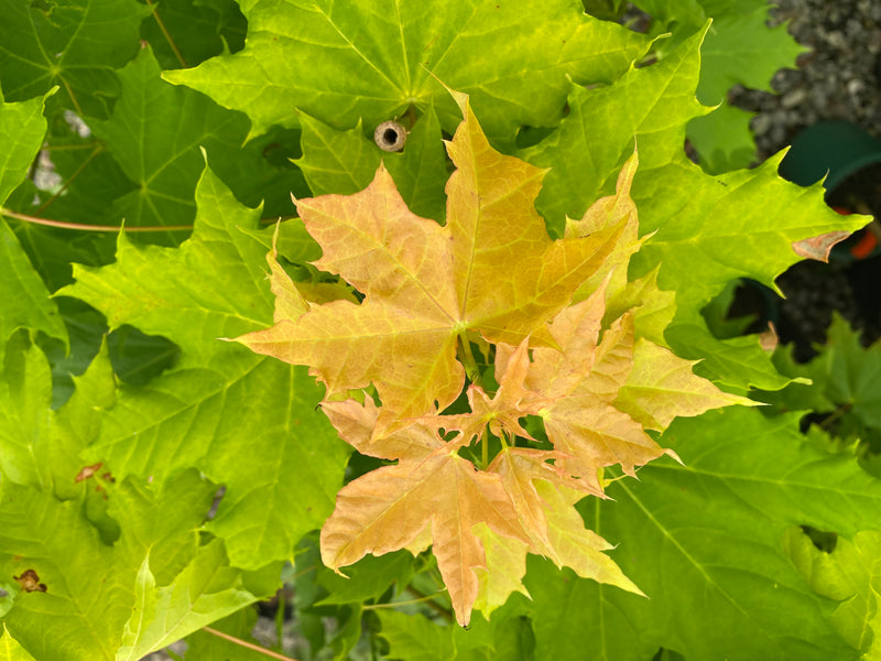 Acer platanoides 'Golden Globe' Golden Norway Maple