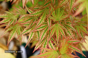 - Acer palmatum 'Ikandi' Japanese Maple - Mr Maple │ Buy Japanese Maple Trees