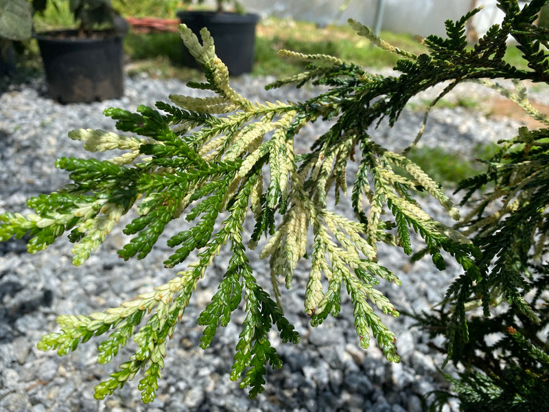 Thujopsis dolabrata 'Variegata' Variegated Japanese Asunaro