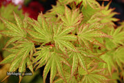 - Acer palmatum 'Ikandi' Japanese Maple - Mr Maple │ Buy Japanese Maple Trees