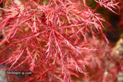 - Acer palmatum 'Baldsmith' Laceleaf Japanese Maple - Mr Maple │ Buy Japanese Maple Trees
