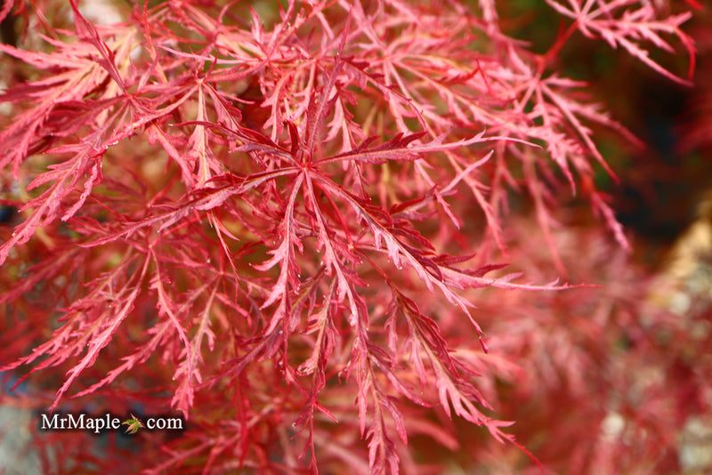 - Acer palmatum 'Baldsmith' Laceleaf Japanese Maple - Mr Maple │ Buy Japanese Maple Trees