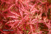 - Acer palmatum 'Baldsmith' Laceleaf Japanese Maple - Mr Maple │ Buy Japanese Maple Trees