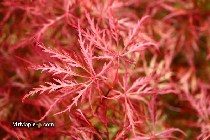 - Acer palmatum 'Baldsmith' Laceleaf Japanese Maple - Mr Maple │ Buy Japanese Maple Trees