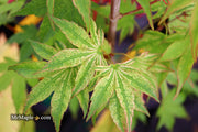 - Acer palmatum 'Ikandi' Japanese Maple - Mr Maple │ Buy Japanese Maple Trees