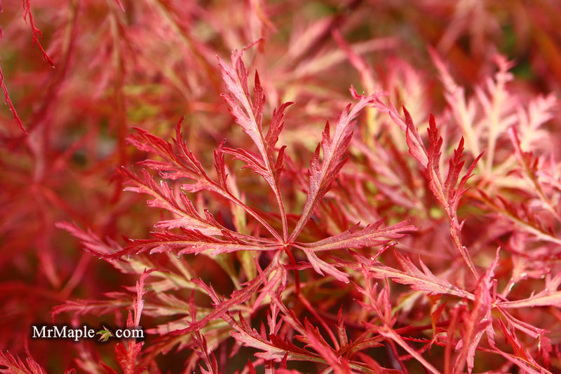 - Acer palmatum 'Baldsmith' Laceleaf Japanese Maple - Mr Maple │ Buy Japanese Maple Trees