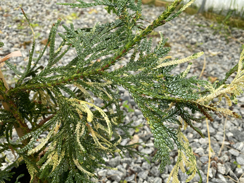 Thujopsis dolabrata 'Variegata' Variegated Japanese Asunaro