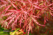 - Acer palmatum 'Baldsmith' Laceleaf Japanese Maple - Mr Maple │ Buy Japanese Maple Trees