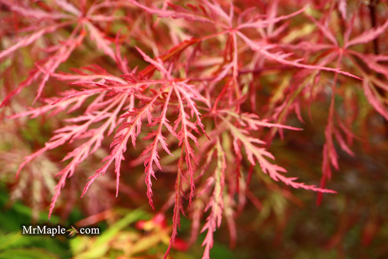 - Acer palmatum 'Baldsmith' Laceleaf Japanese Maple - Mr Maple │ Buy Japanese Maple Trees