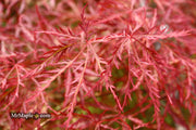 - Acer palmatum 'Baldsmith' Laceleaf Japanese Maple - Mr Maple │ Buy Japanese Maple Trees